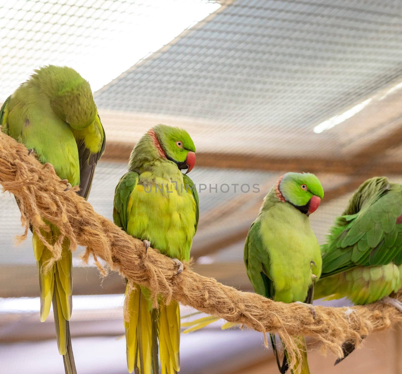 Close up shot of the Alexandrine parrots