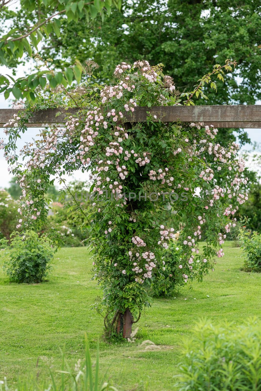 Pink roses hanging in the garden