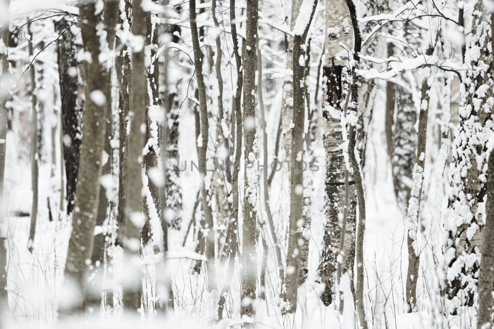 The heavy snowfall in a wild park, winter fairy tale in the forest, snow-covered tree branches, large flakes of snow are slowly falling, nobody, snow storm, blizzard. High quality photo