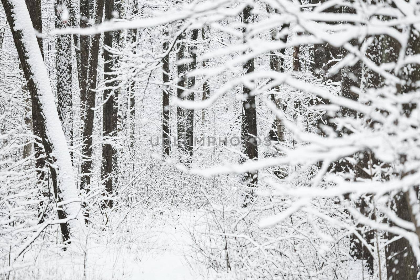 The heavy snowfall in a wild park, winter fairy tale in the forest, snow-covered tree branches, large flakes of snow are slowly falling, nobody, snow storm, blizzard. High quality photo