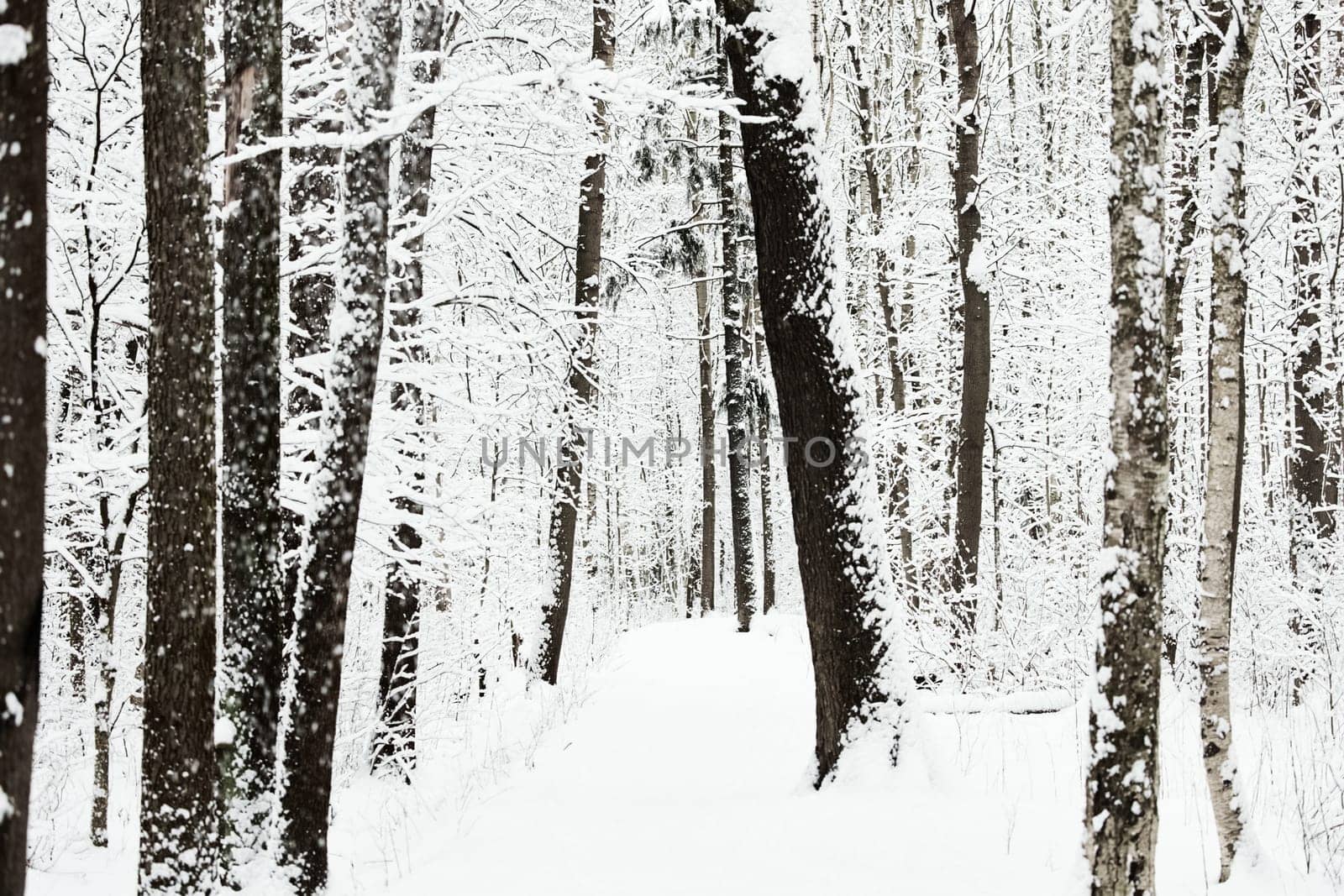 The heavy snowfall in a wild park, winter fairy tale in the forest, snow-covered tree branches, large flakes of snow are slowly falling, nobody, snow storm, blizzard. High quality photo