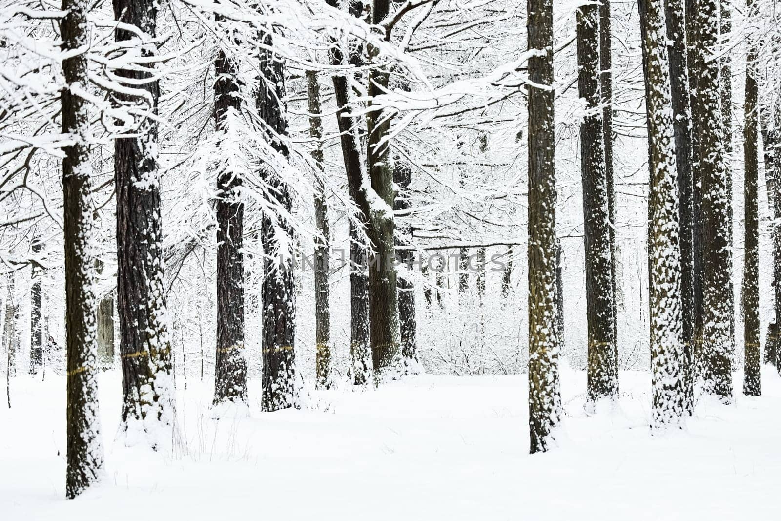 The heavy snowfall in a wild park, winter fairy tale in the forest, snow-covered tree branches, large flakes of snow are slowly falling, nobody, snow storm, blizzard. High quality photo