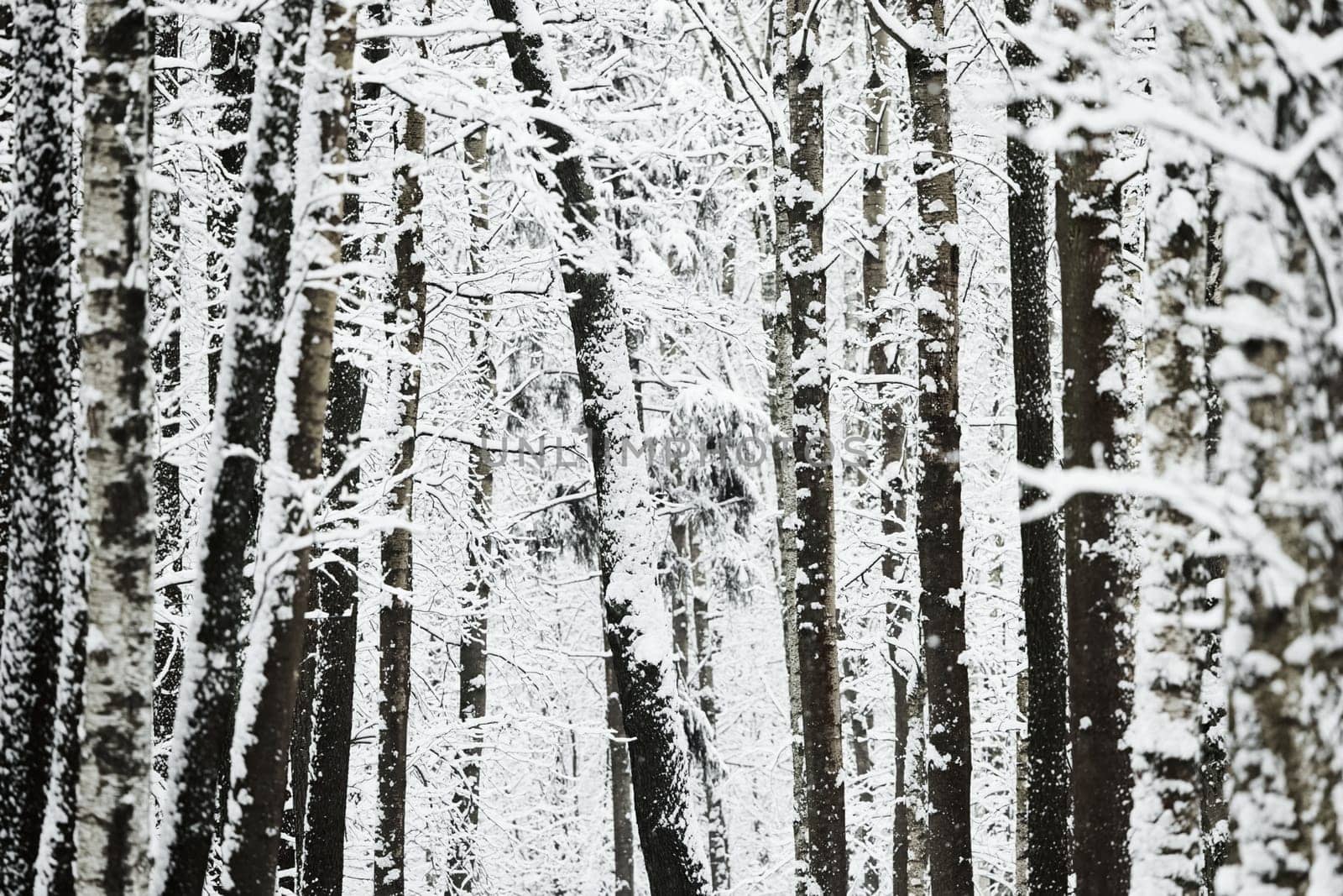 The heavy snowfall in a wild park, winter fairy tale in the forest, snow-covered tree branches, large flakes of snow are slowly falling, nobody, snow storm, blizzard. High quality photo