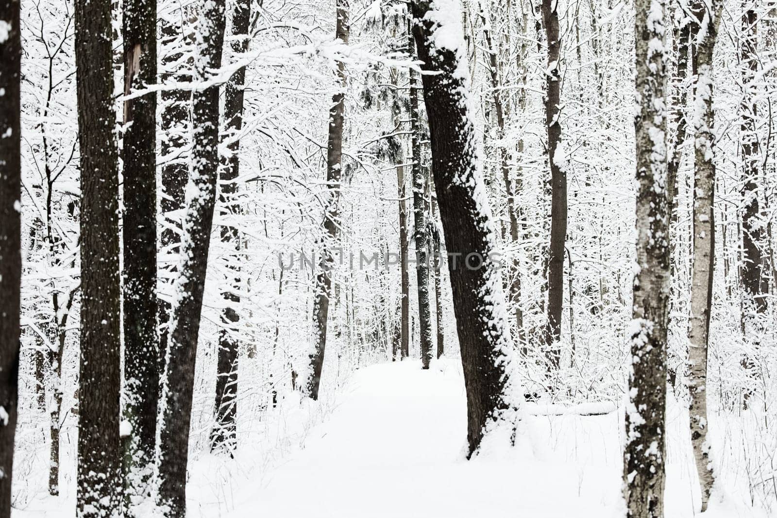 The heavy snowfall in a wild park, winter fairy tale in the forest, snow-covered tree branches, large flakes of snow are slowly falling, nobody, snow storm, blizzard. High quality photo