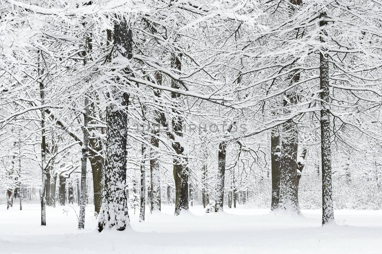 The heavy snowfall in a wild park, winter fairy tale in the forest, snow-covered tree branches, large flakes of snow are slowly falling, nobody, snow storm, blizzard. High quality photo