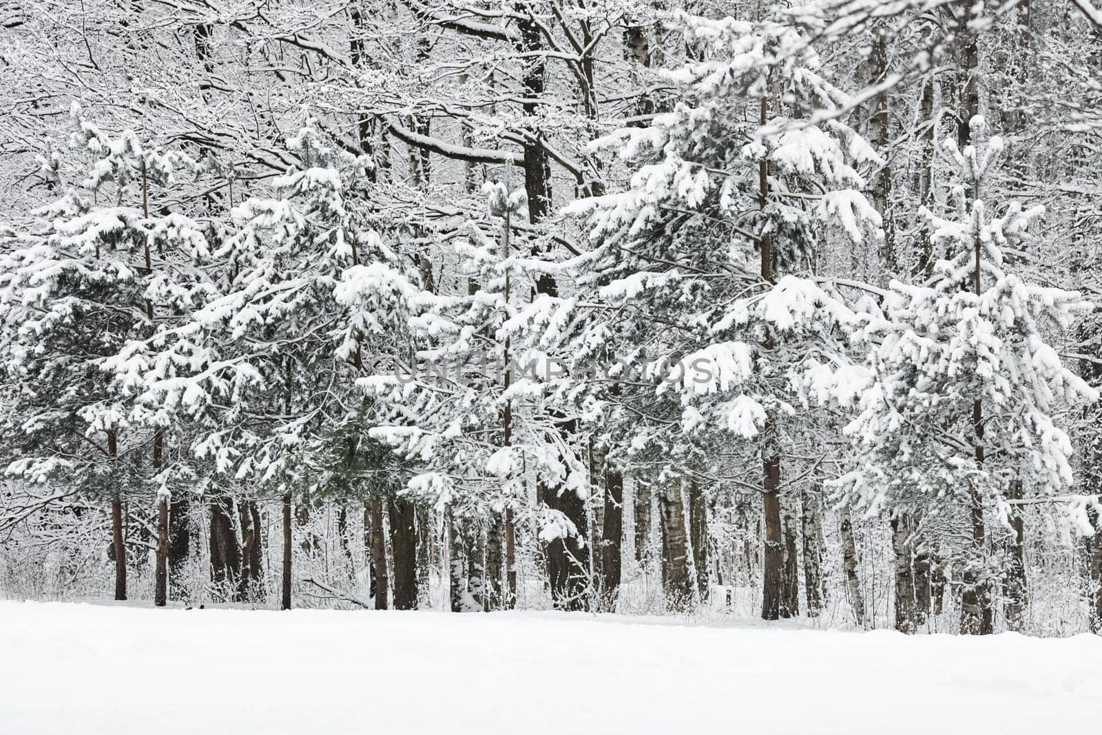 The heavy snowfall in a wild park, winter fairy tale in the forest, snow-covered tree branches, large flakes of snow are slowly falling, nobody, snow storm, blizzard. High quality photo
