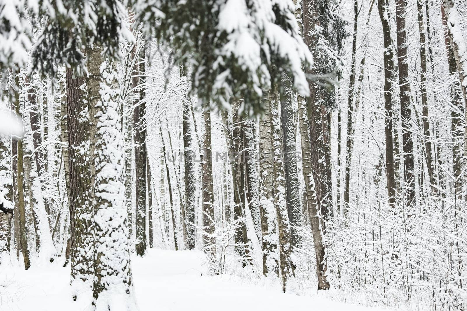 The heavy snowfall in a wild park, winter fairy tale in the forest, snow-covered tree branches, large flakes of snow are slowly falling, nobody, snow storm, blizzard. High quality photo