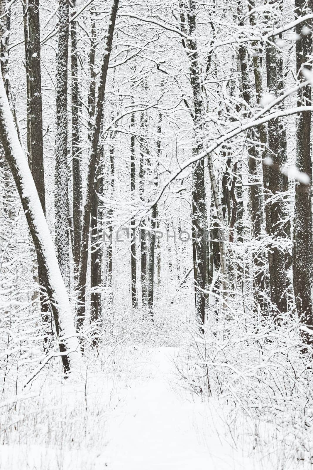 The heavy snowfall in a wild park, winter fairy tale in the forest, snow-covered tree branches, large flakes of snow are slowly falling, nobody, snow storm, blizzard. High quality photo