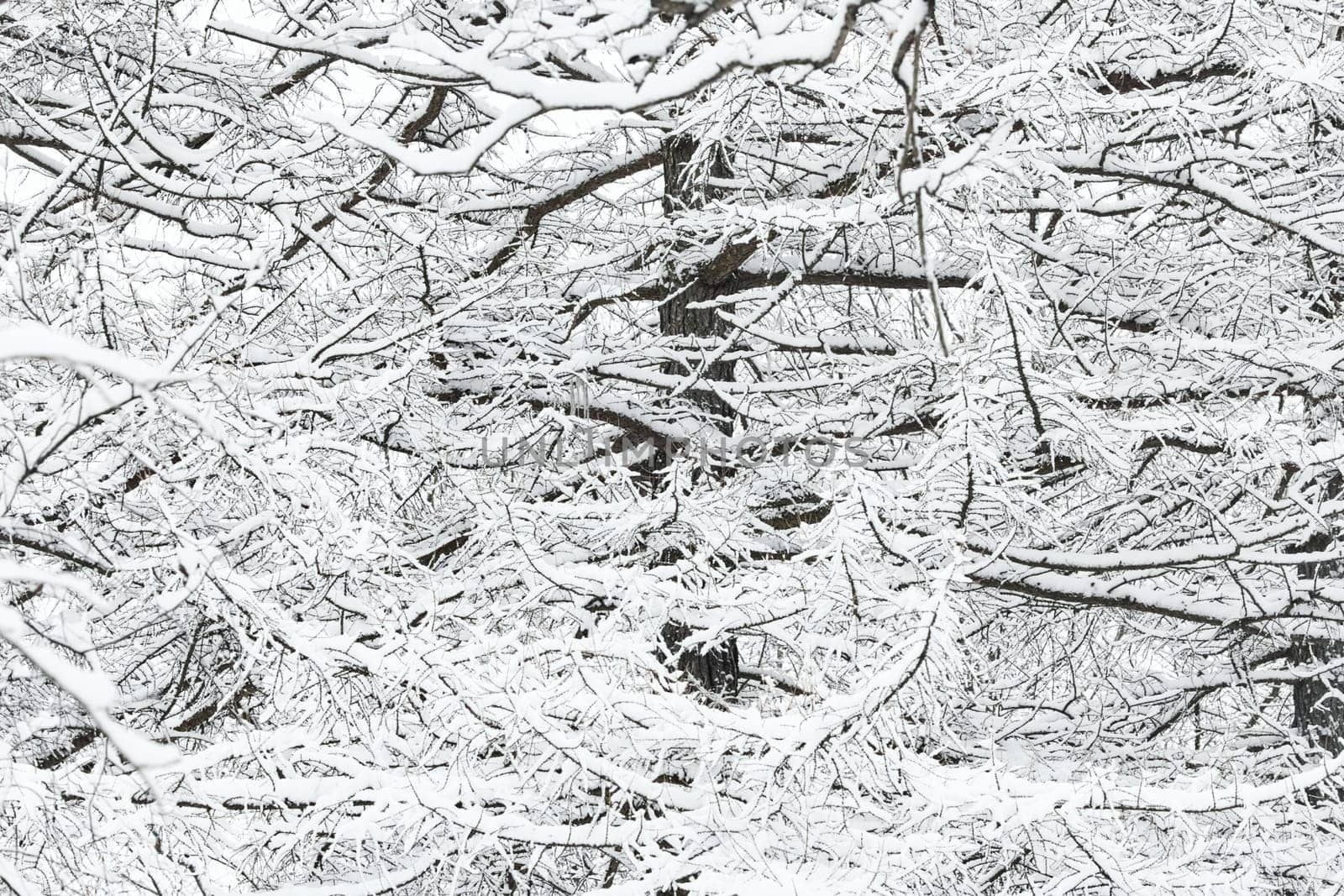 The heavy snowfall in a wild park, winter fairy tale in the forest, snow-covered tree branches, large flakes of snow are slowly falling, nobody, snow storm, blizzard. High quality photo