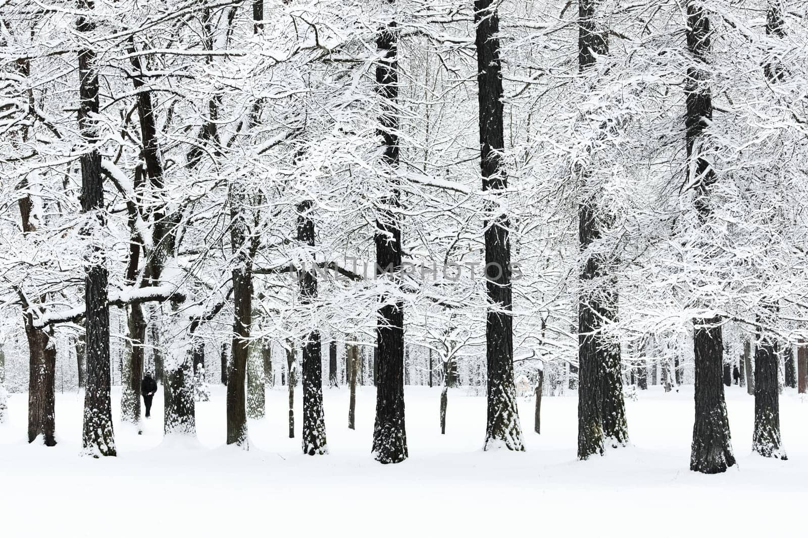The heavy snowfall in a wild park, winter fairy tale in the forest, snow-covered tree branches, large flakes of snow are slowly falling, nobody, snow storm, blizzard. High quality photo