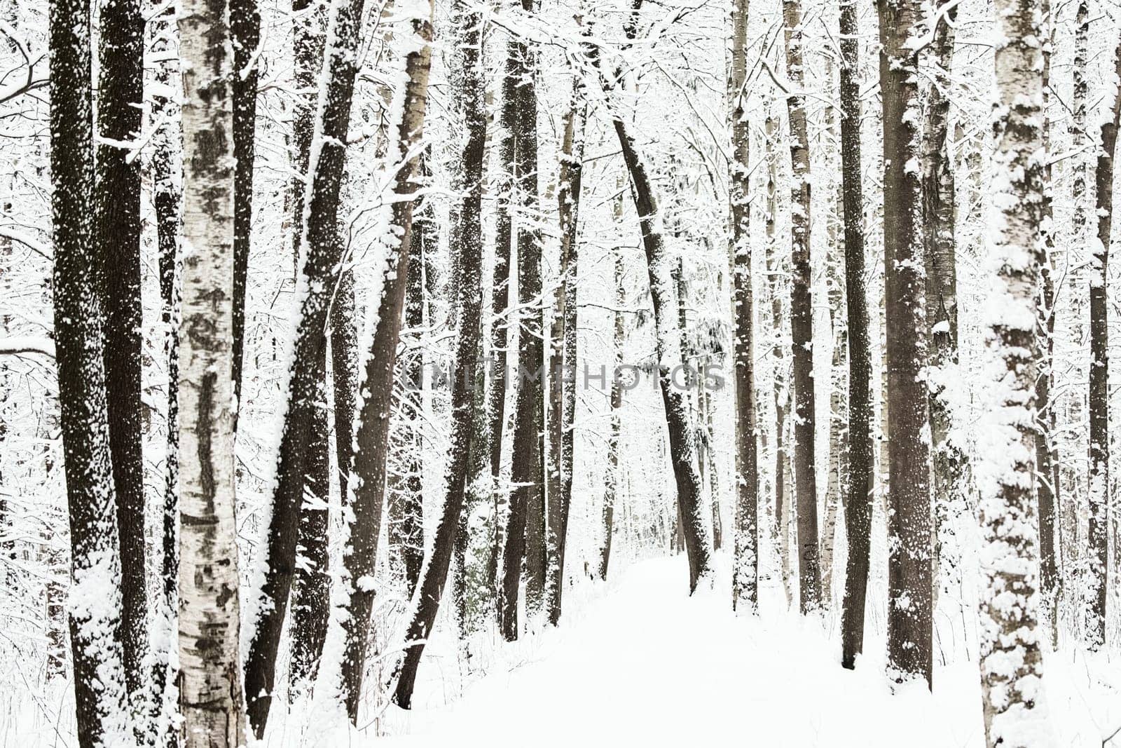 The heavy snowfall in a wild park, winter fairy tale in the forest, snow-covered tree branches, large flakes of snow are slowly falling, nobody, snow storm, blizzard. High quality photo