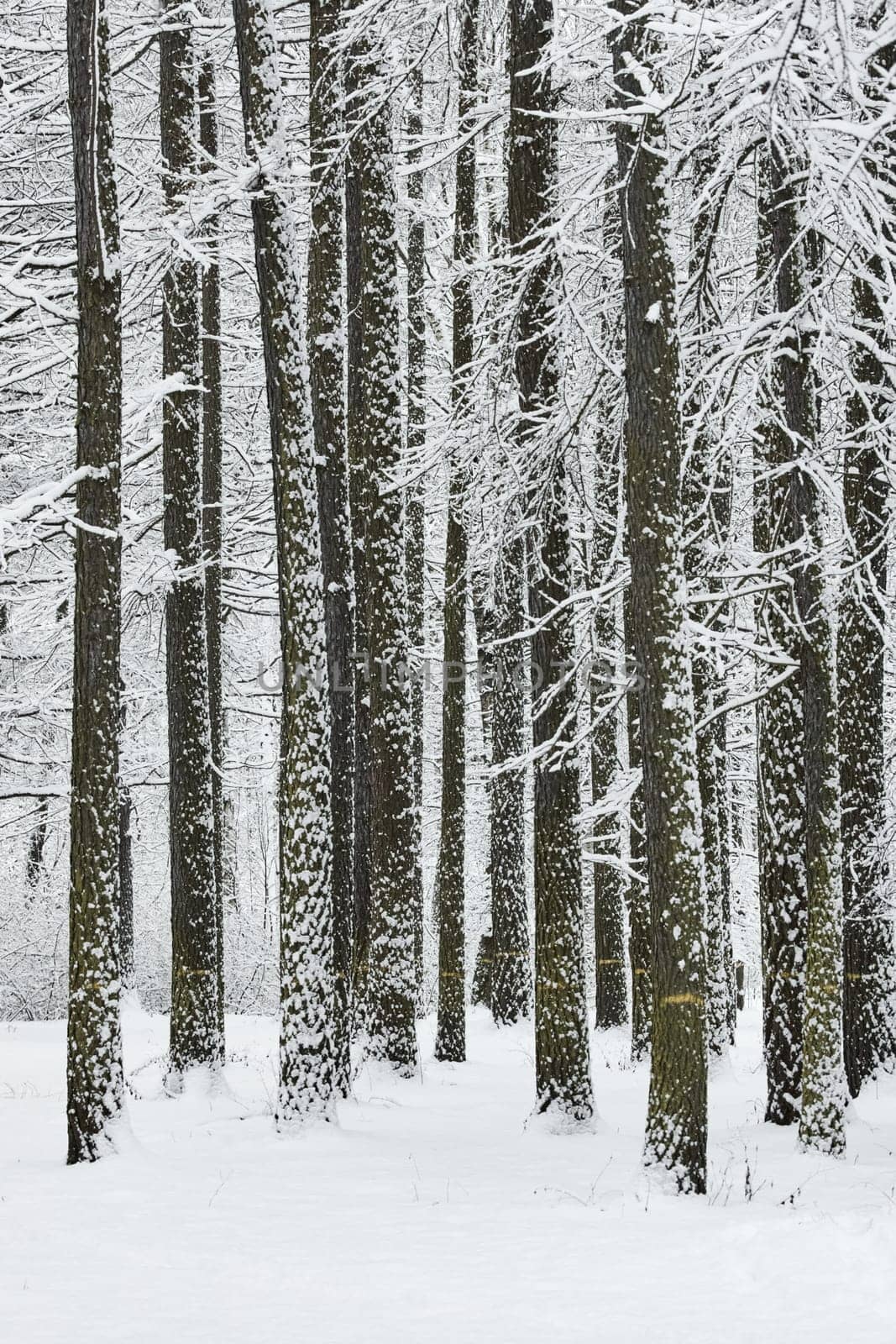 The heavy snowfall in a wild park, winter fairy tale in the forest, snow-covered tree branches, large flakes of snow are slowly falling, nobody, snow storm, blizzard. High quality photo