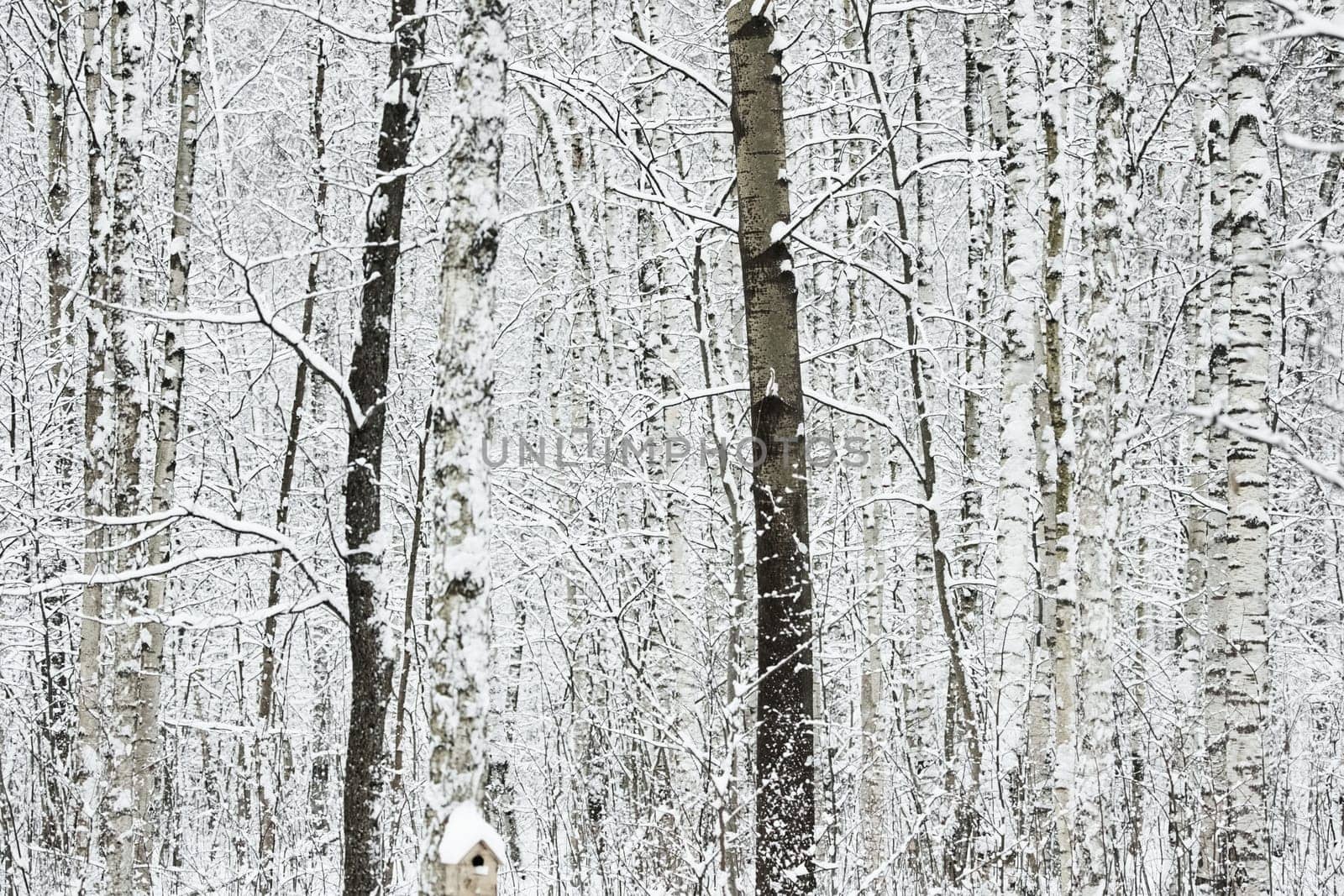 The heavy snowfall in a wild park, winter fairy tale in the forest, snow-covered tree branches, large flakes of snow are slowly falling, nobody, snow storm, blizzard. High quality photo