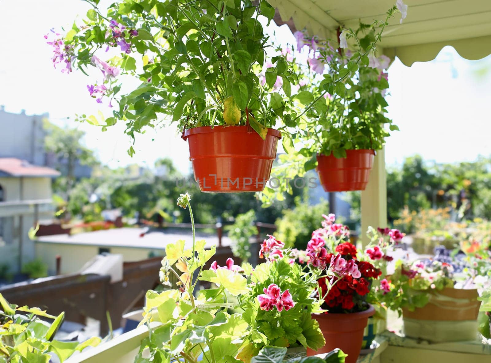 Flowers in pots on the balcony window sill window spring background in sunny summer rays in autumn