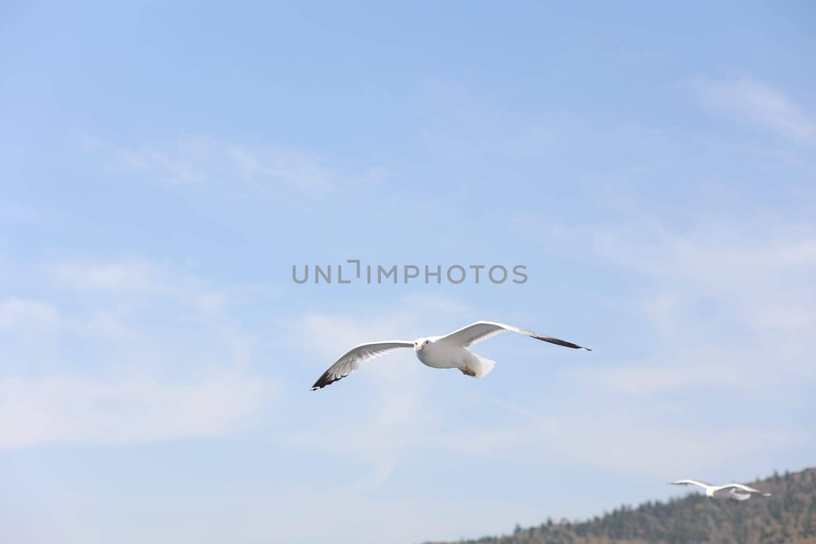 Several Baikal gulls fly along the ferry in a convoy on Lake Baikal on Olkhon Island