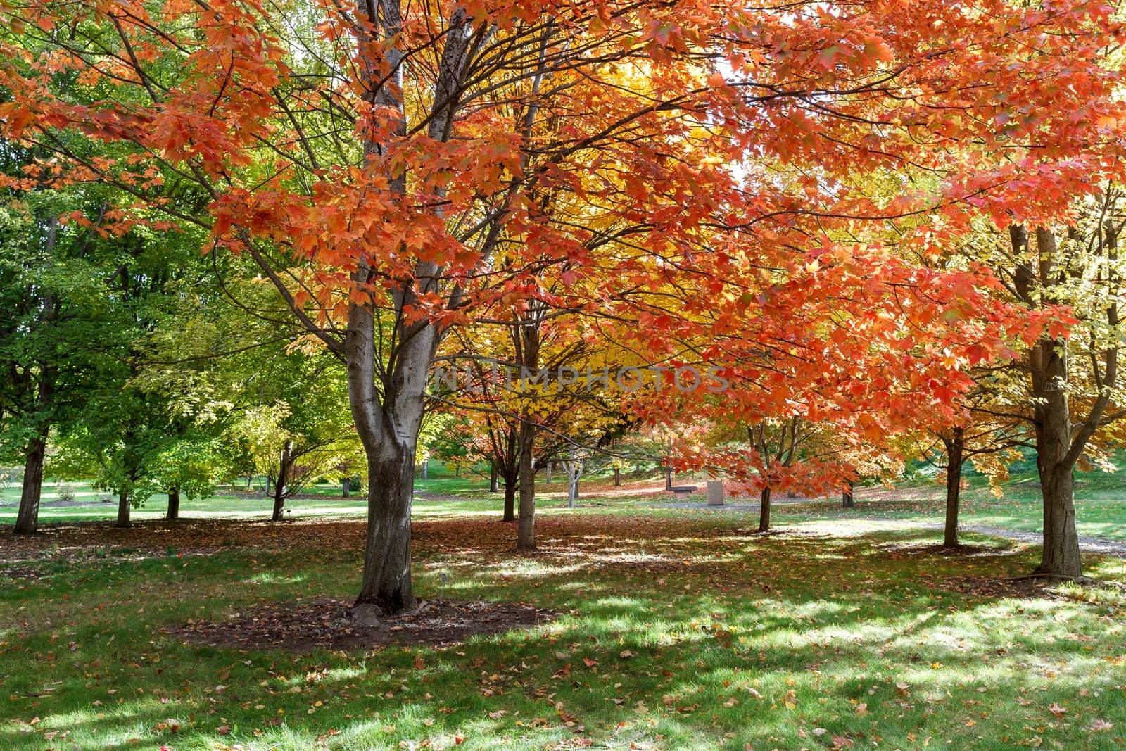 A beautiful tree with orange leaves in a park in Moscow, Idaho.