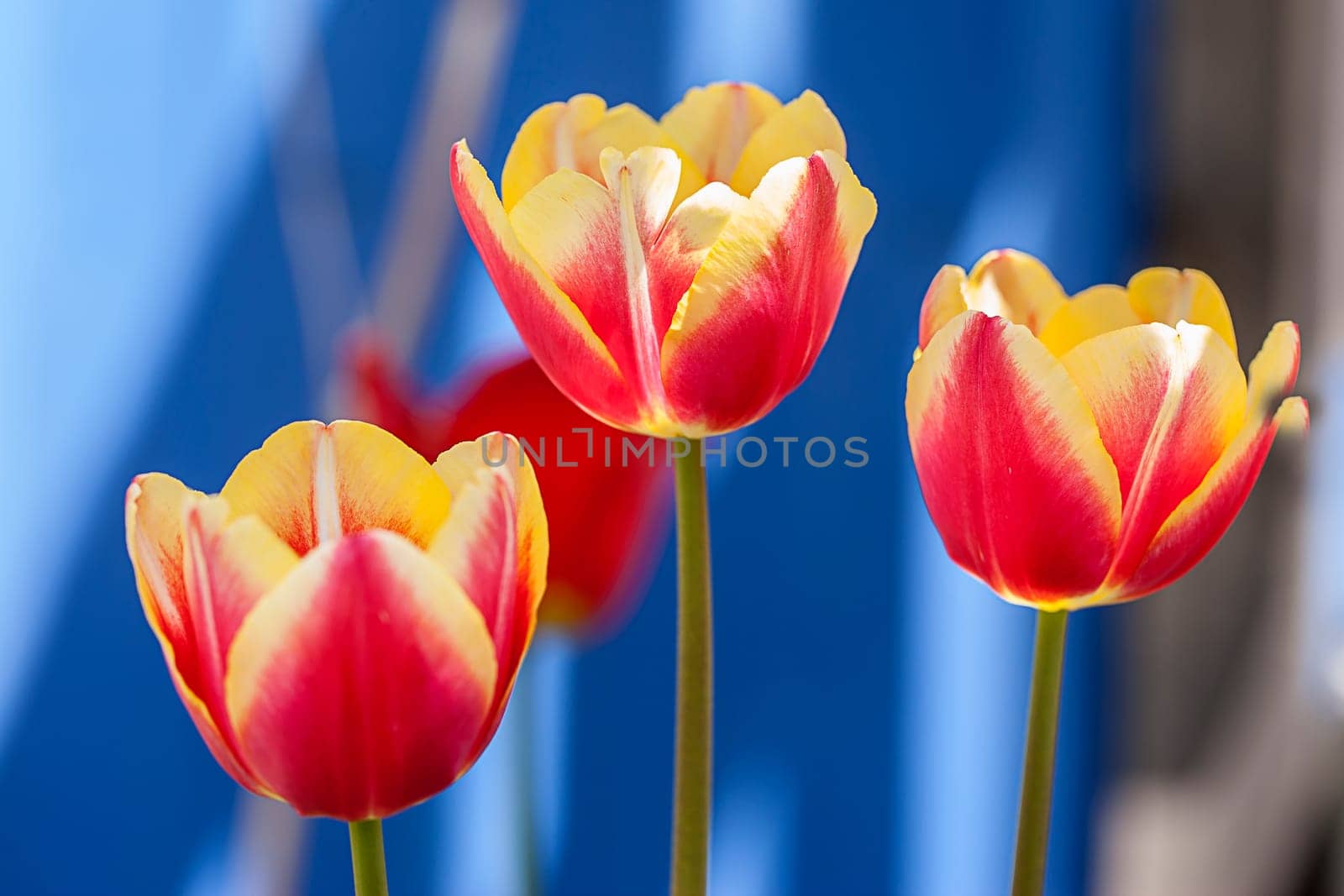 A close up of pink and yellow tulips in a garden.