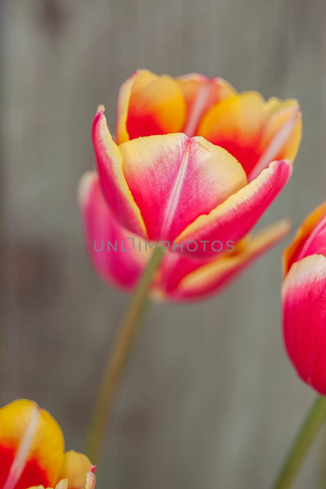 A close up of pink and yellow tulips in a garden.