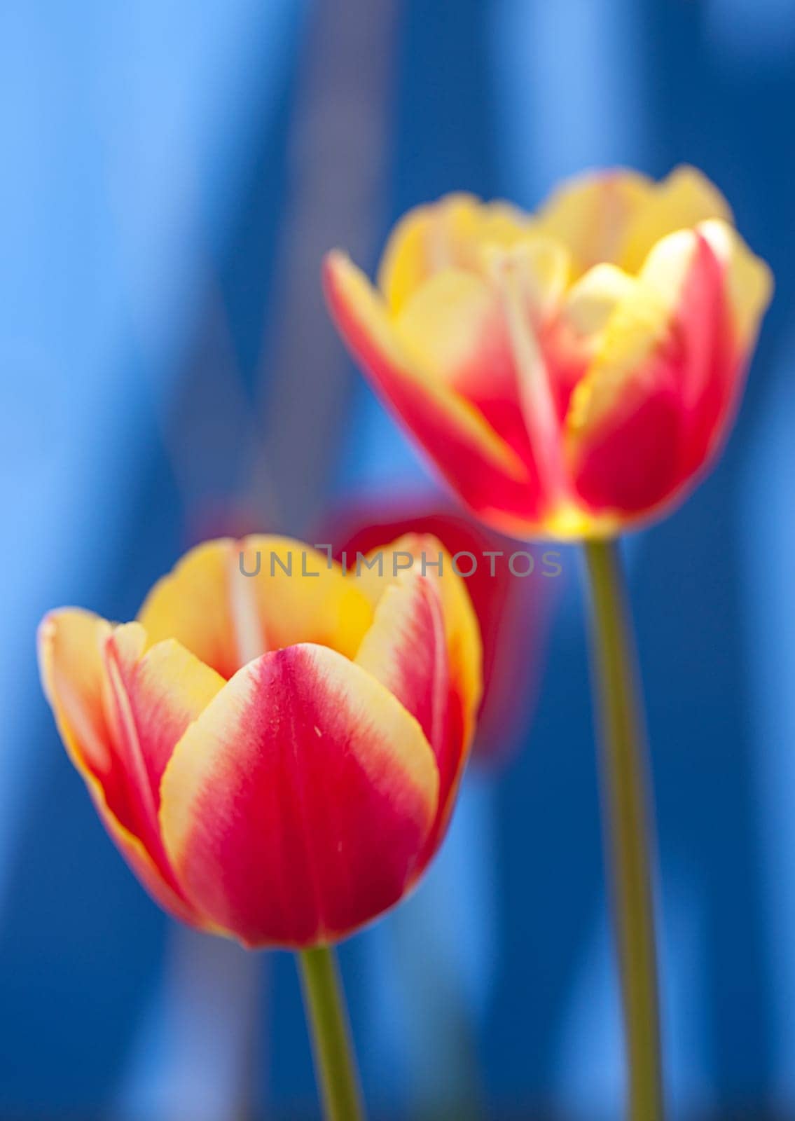 A close up of pink and yellow tulips in a garden.