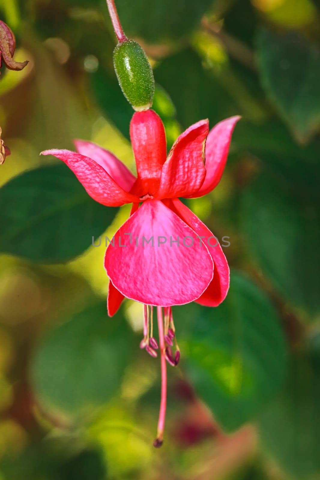 A macro image of a vibrant fuscia flower in an arboretum.