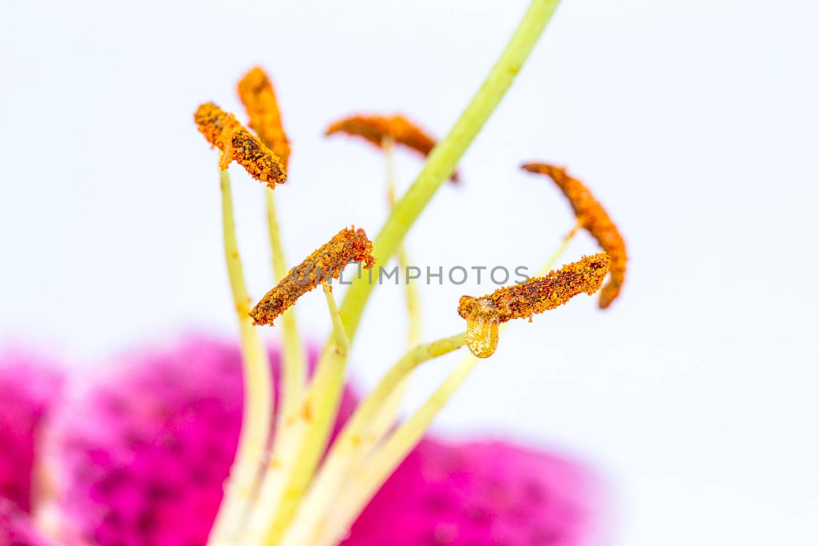 A close up of a pretty purple lily on a white background.