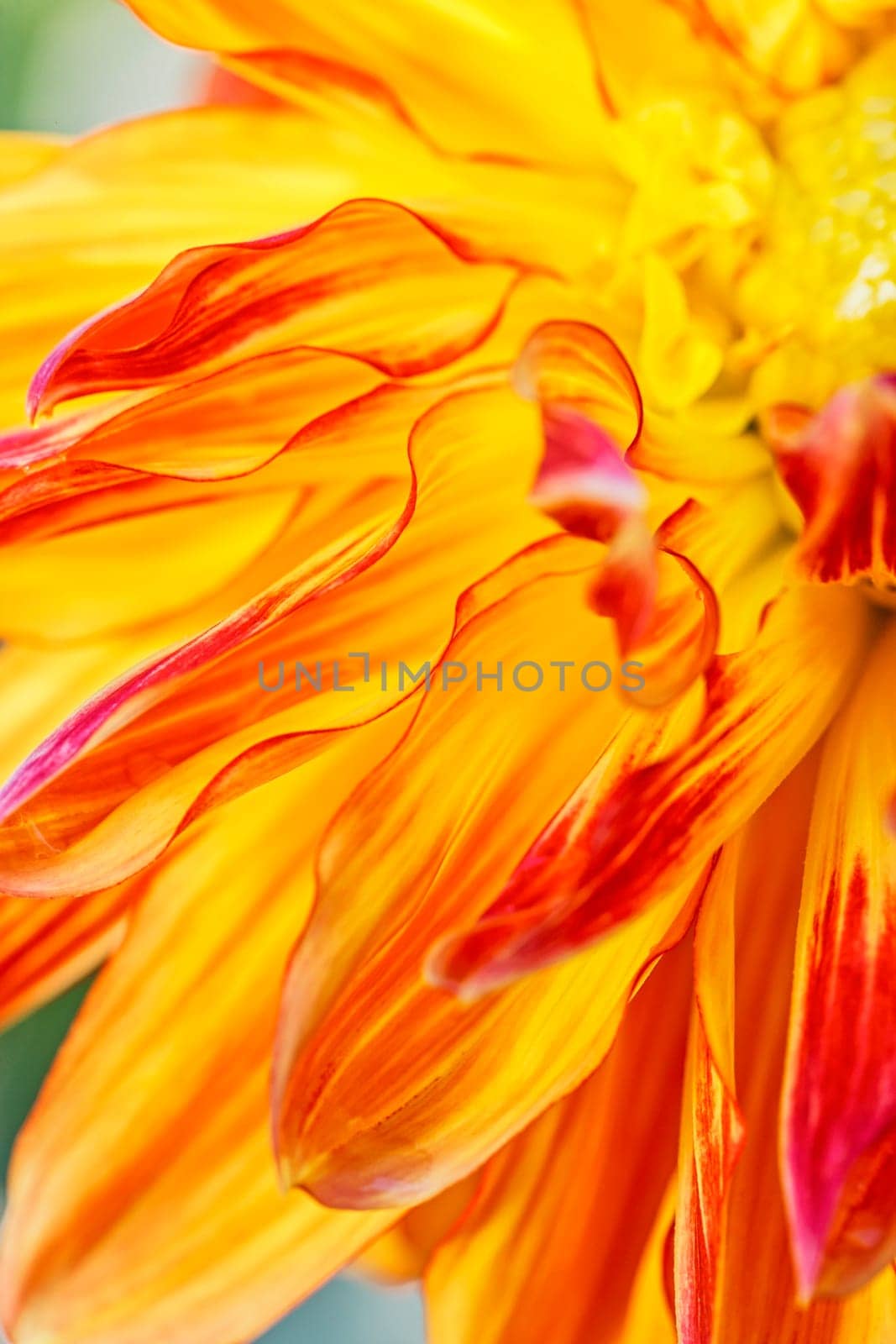 A macro image of a yellow dahlia flower with red tips.