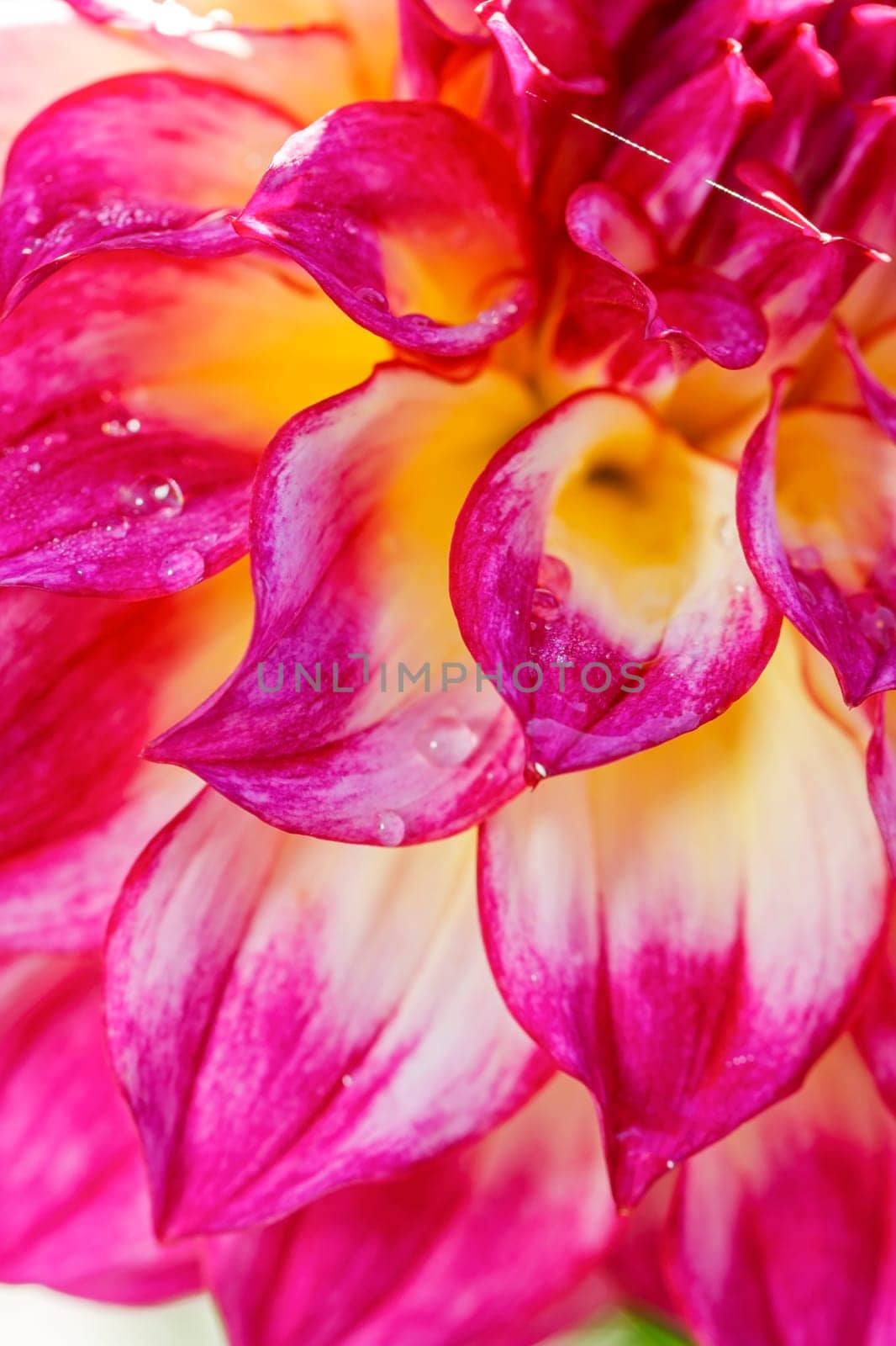 A macro image of water drops on white and purple dahlia petals.