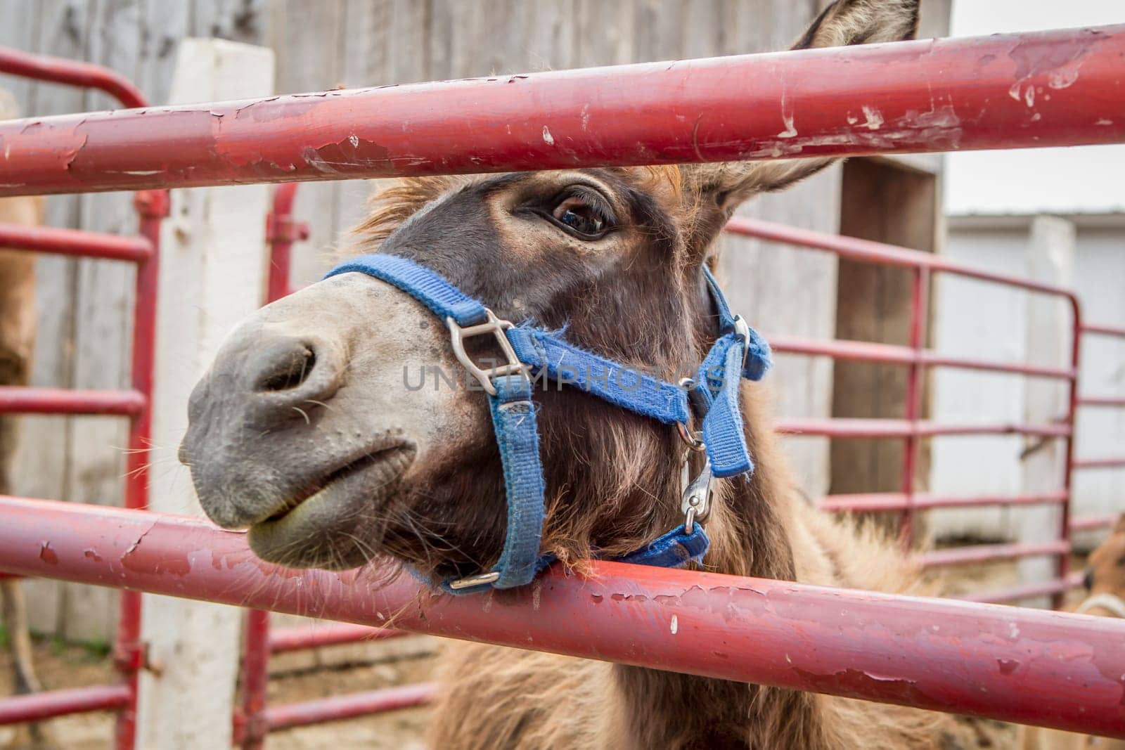 A cute donkey looks through a gate on a farm near Monroe, Indiana.