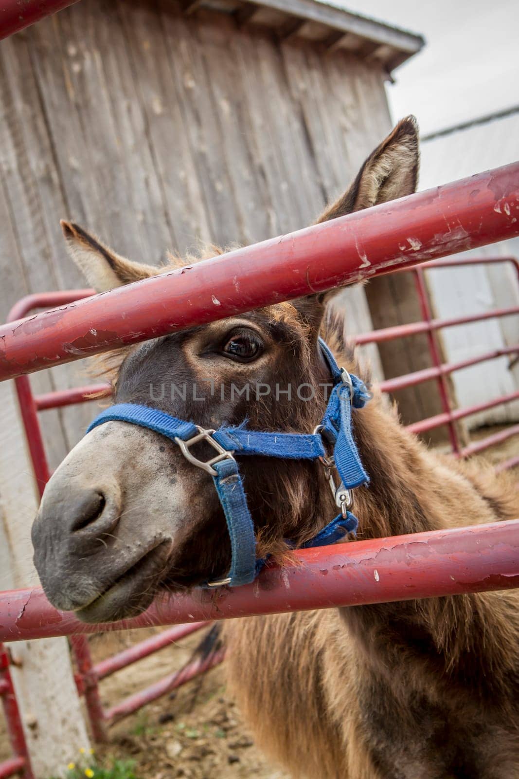 A cute donkey looks through a gate on a farm near Monroe, Indiana.