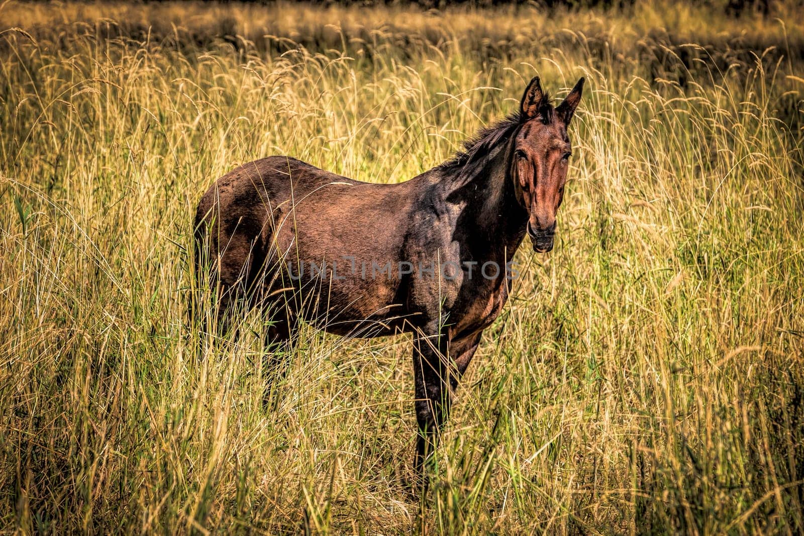 A beautiful brown mule standing in tall grass in Rathdrum, Idaho.
