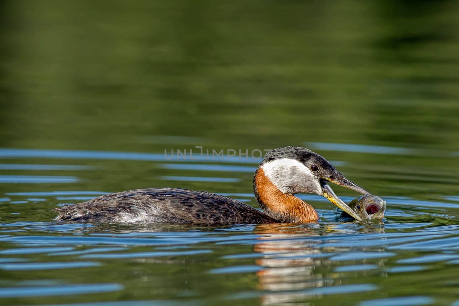 A red necked Grebe catches a fish in Twin Lakes, Idaho.