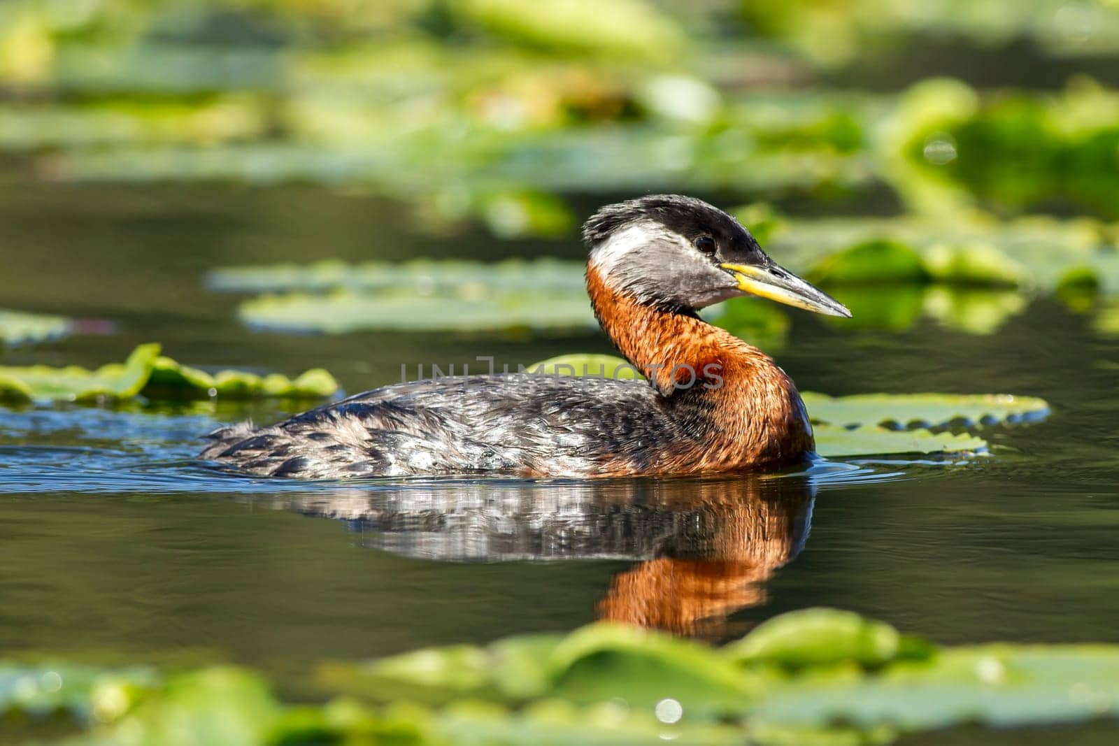 A red necked Grebe swims in Twin Lakes, Idaho.
