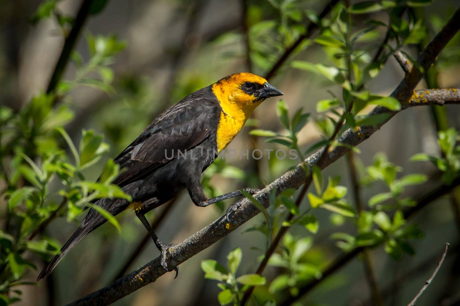 A pretty yellow headed black bird is perched on a branch in north Idaho.