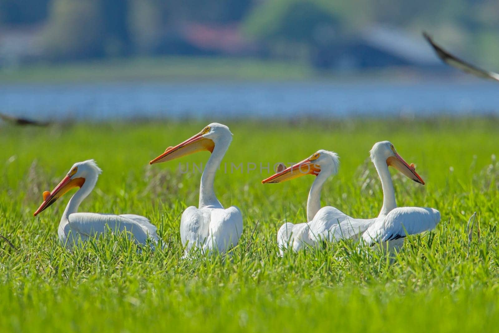 A group of American white pelicans in a grassy field by Hauser Lake in north Idaho.