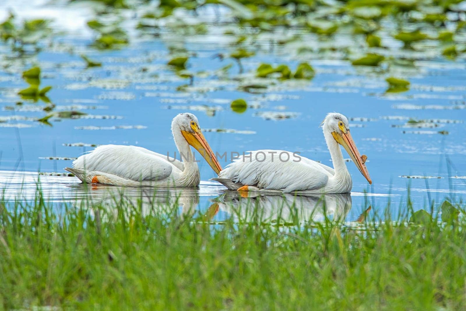 Two white pelicans swim in Hauser Lake in north Idaho.