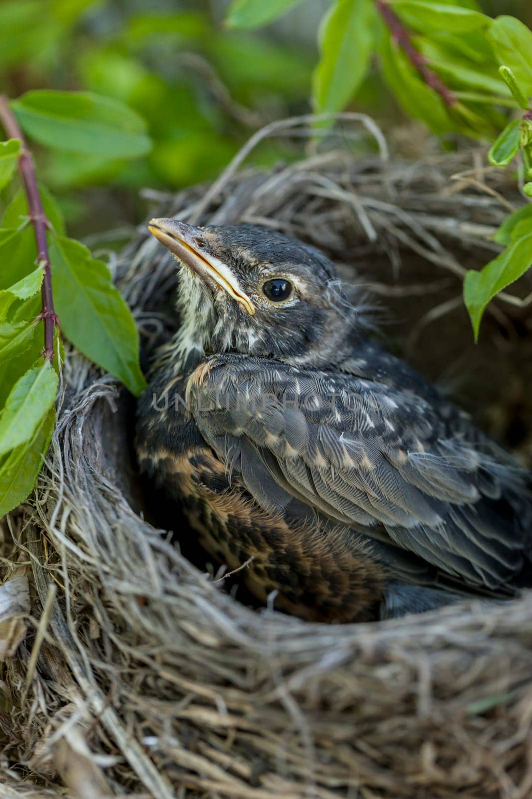 A close up image of a baby robin in the nest.