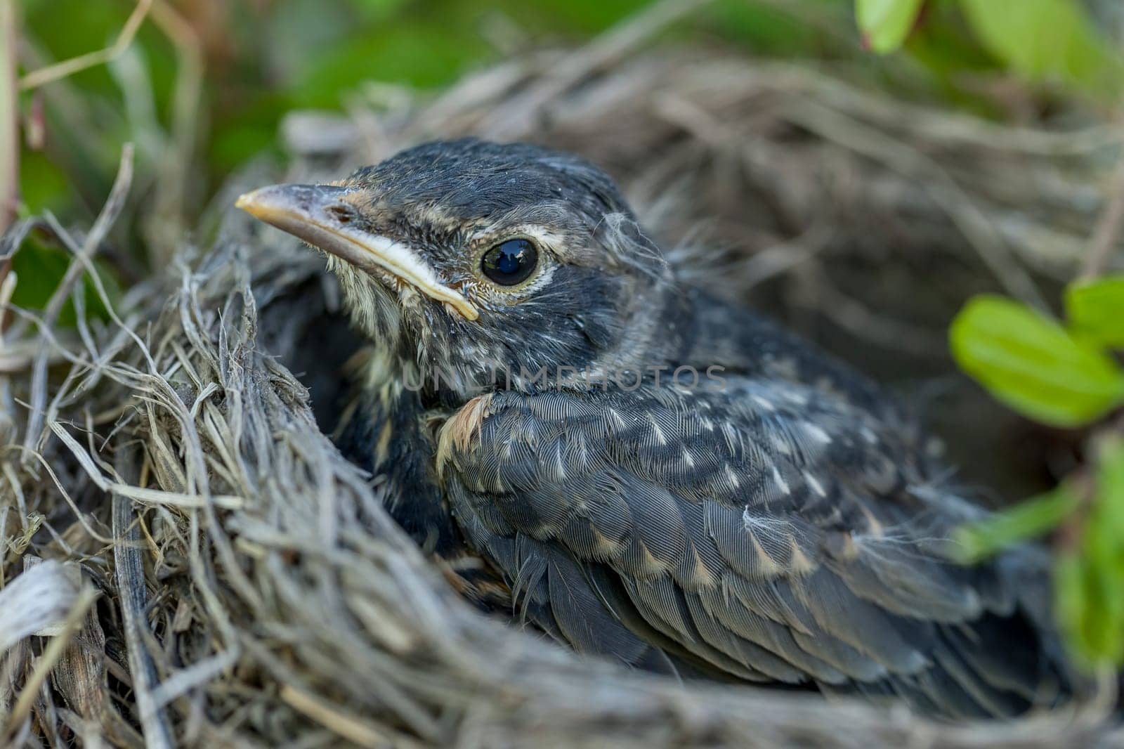 A close up image of a baby robin in the nest.