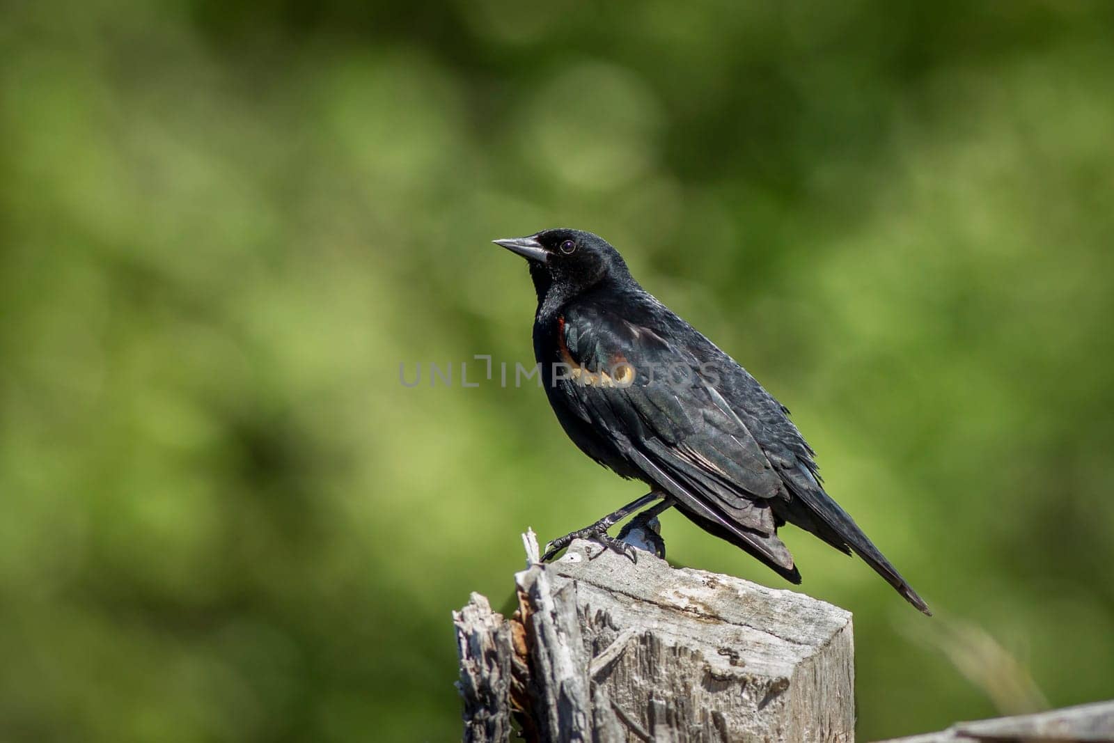 A red winged blackbird is perched on a post in Twin lakes, Idaho.