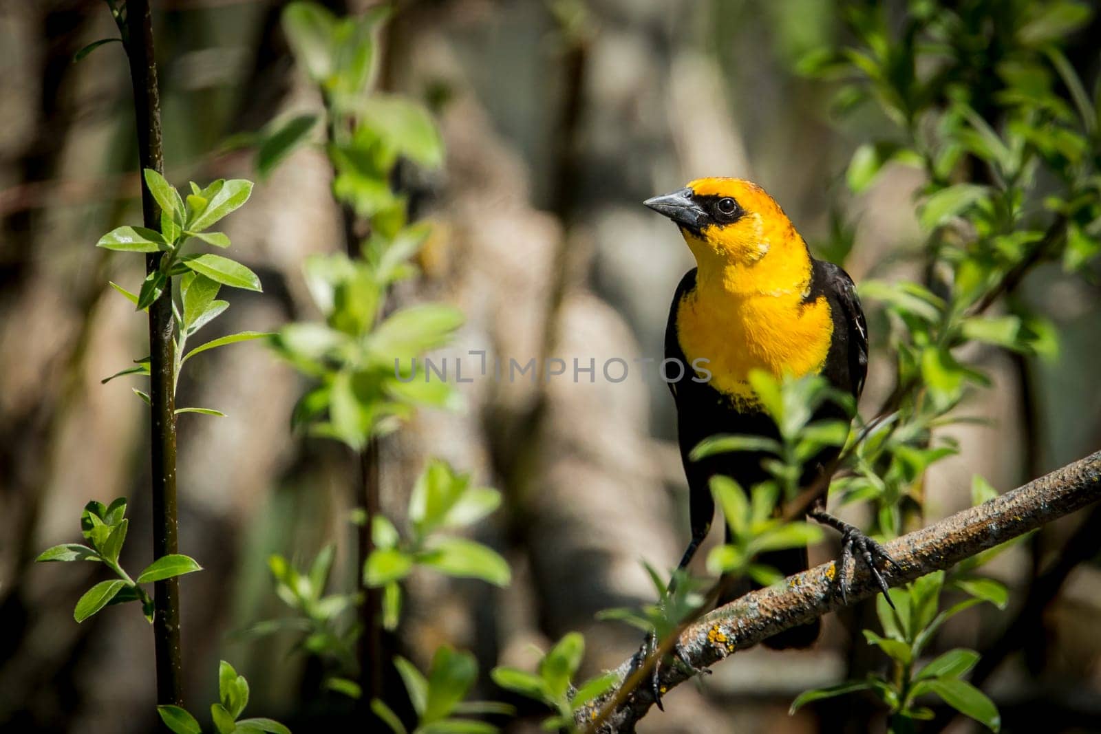 A pretty yellow headed black bird is perched on a branch in north Idaho.