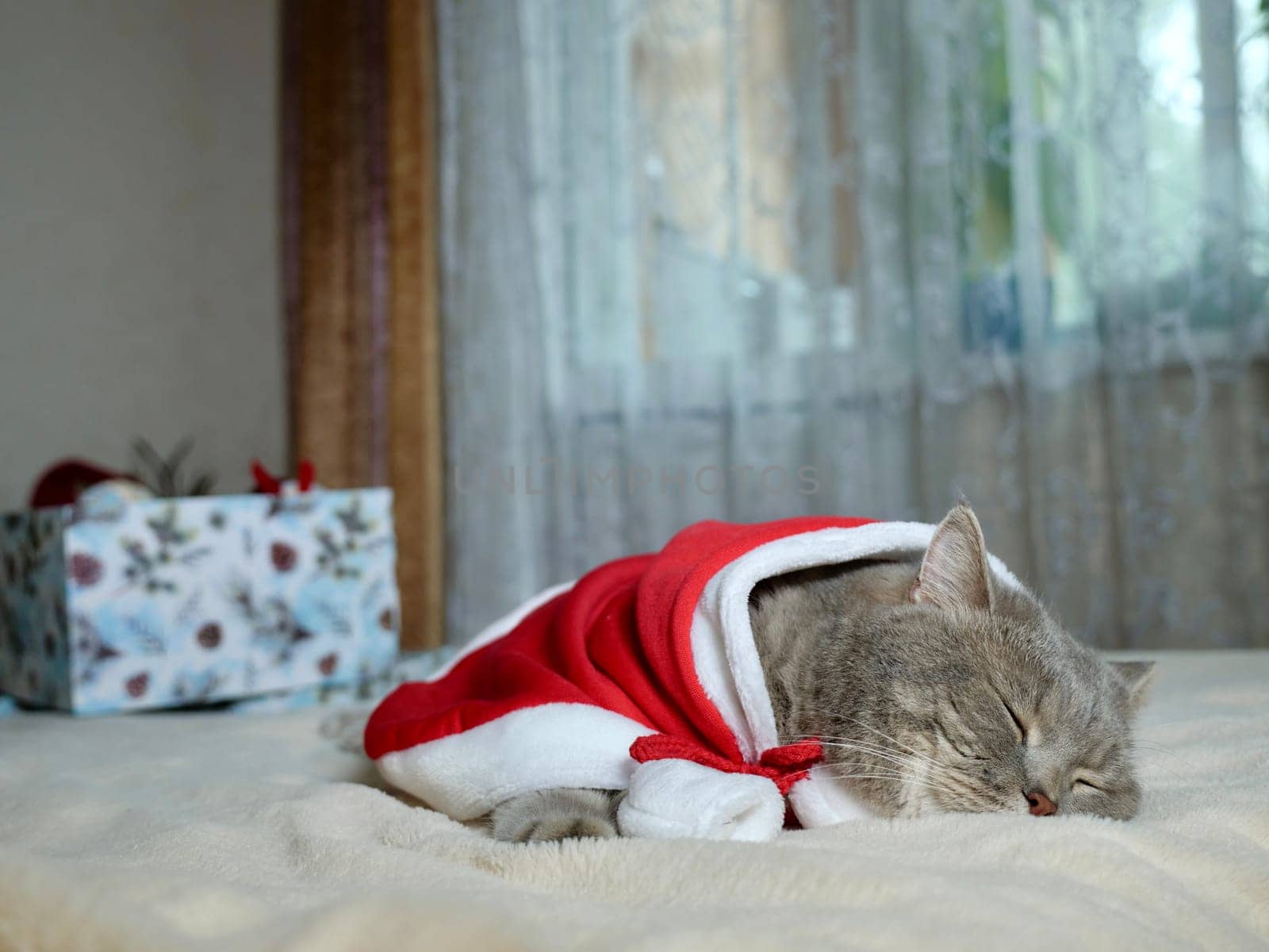 Celebrating Merry Christmas and Happy New Year 2025 at home with a pet. Scottish Straight cat sleeping on bed close-up