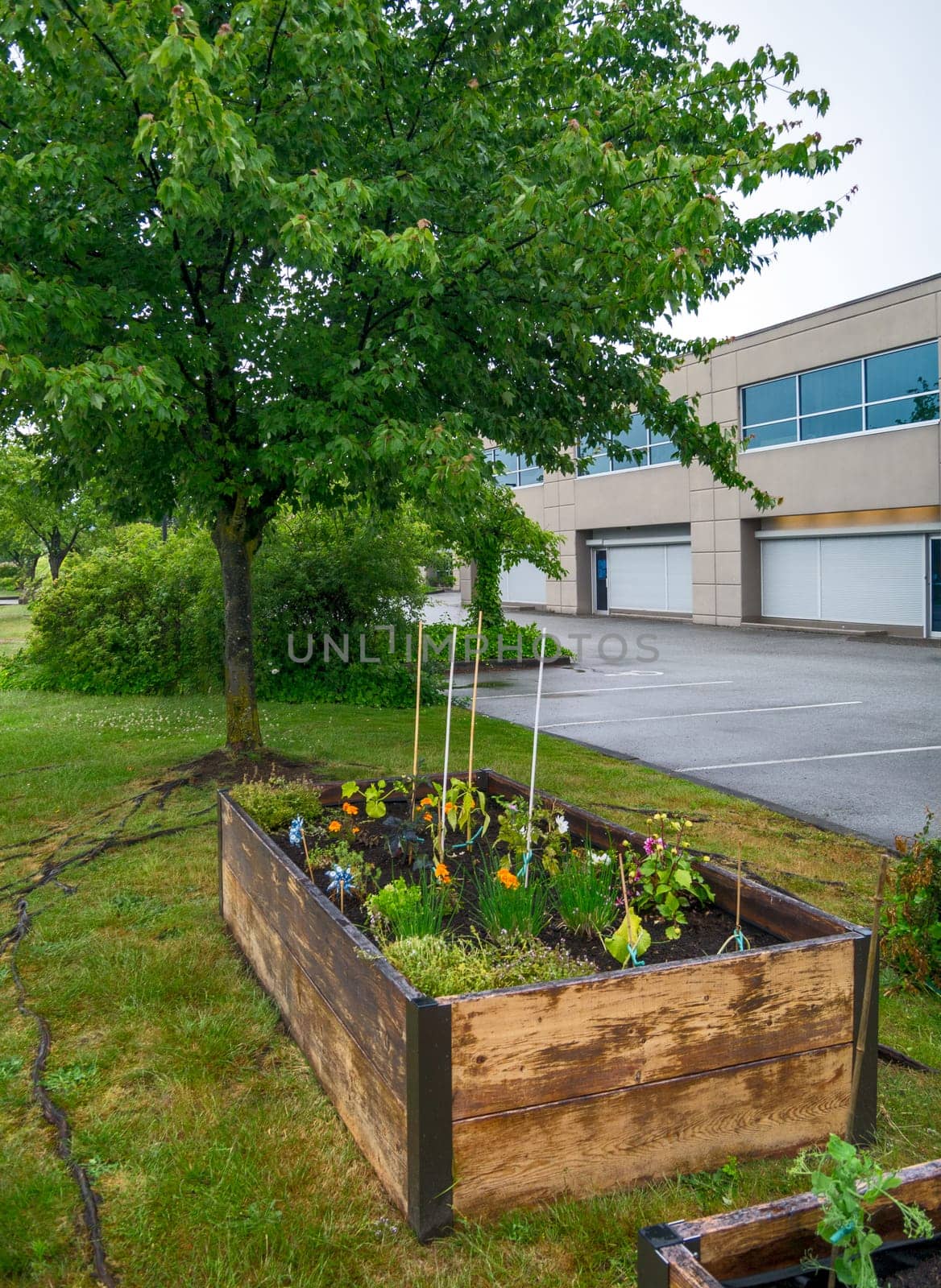 Veggy garden in front of office building on overcast rainy day.
