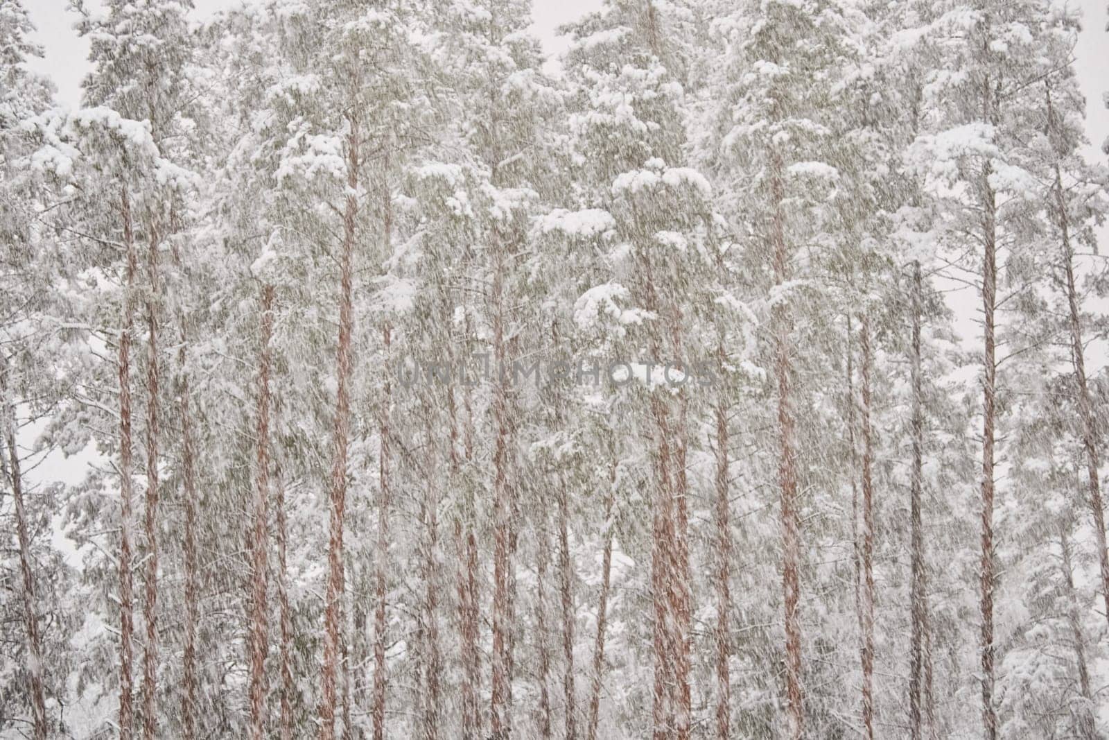 The heavy snowfall in a wild park, winter fairy tale in the forest, snow-covered tree branches, large flakes of snow are slowly falling, nobody, snow storm, blizzard. High quality photo