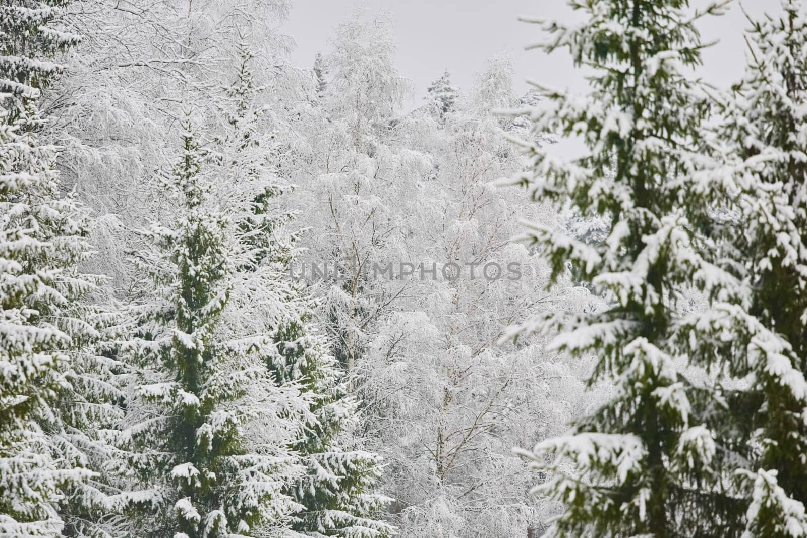 The heavy snowfall in a wild park, winter fairy tale in the forest, snow-covered tree branches, large flakes of snow are slowly falling, nobody, snow storm, blizzard. High quality photo