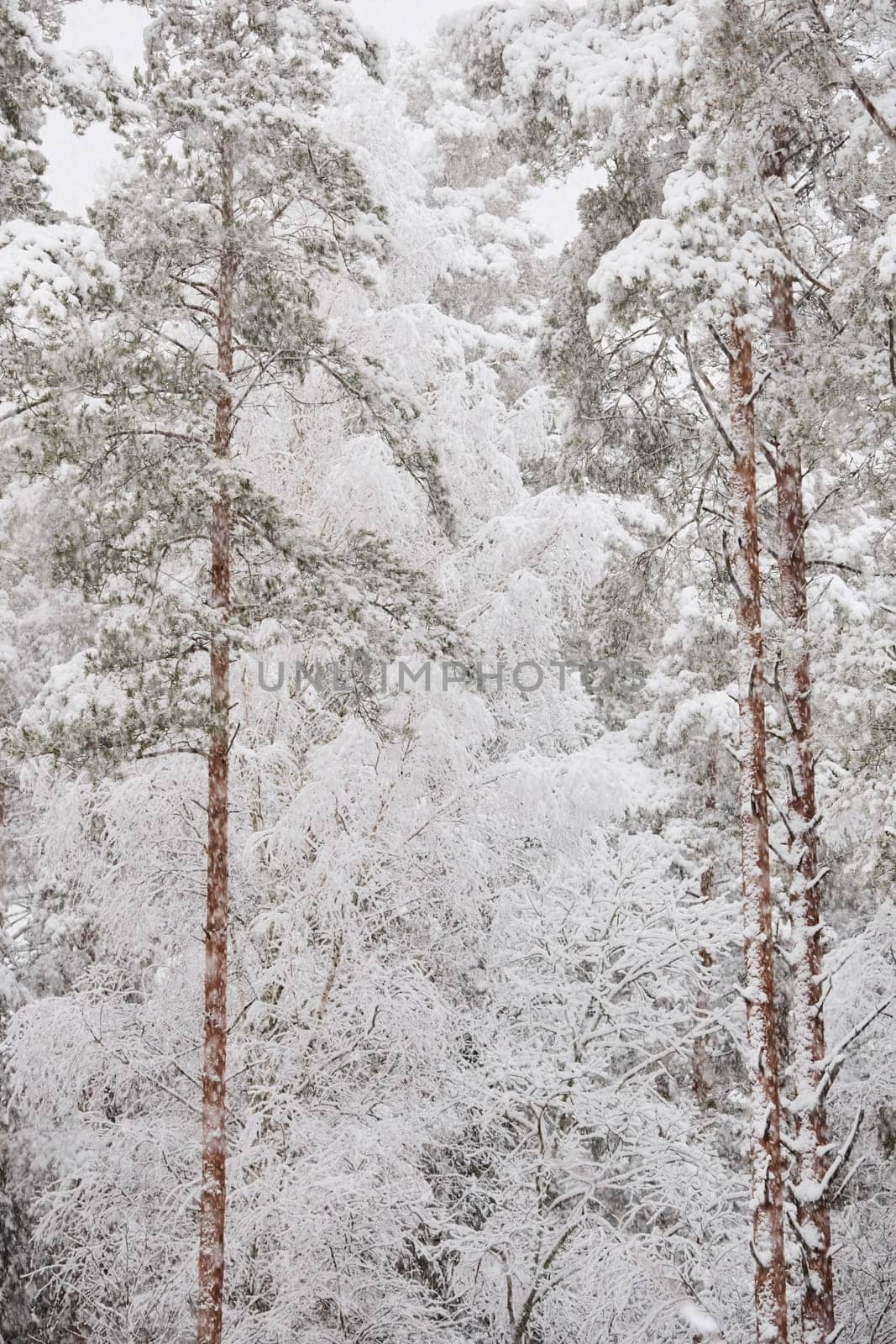 The heavy snowfall in a wild park, winter fairy tale in the forest, snow-covered tree branches, large flakes of snow are slowly falling, nobody, snow storm, blizzard. High quality photo