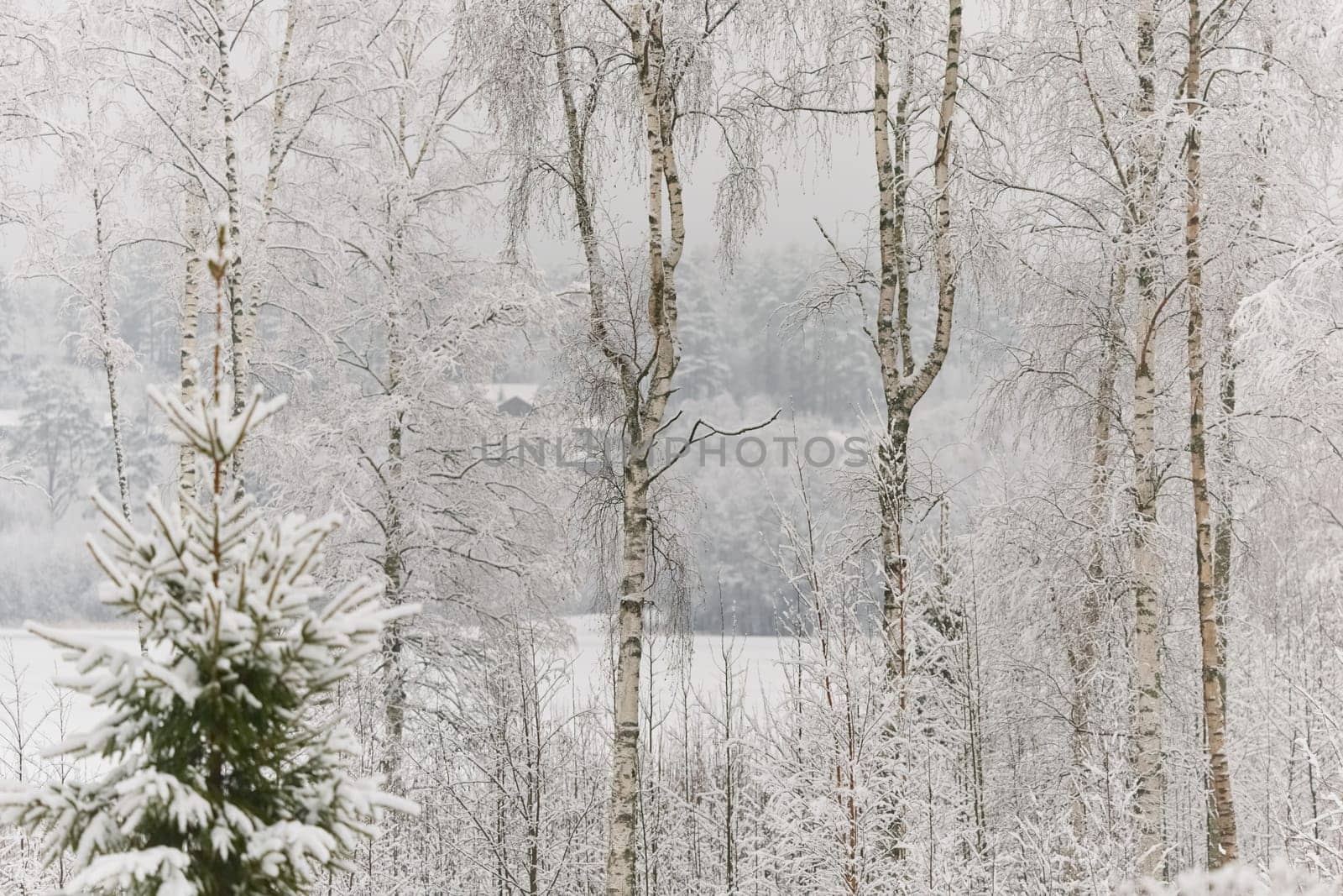 The heavy snowfall in a wild park, winter fairy tale in the forest, snow-covered tree branches, large flakes of snow are slowly falling, nobody, snow storm, blizzard. High quality photo