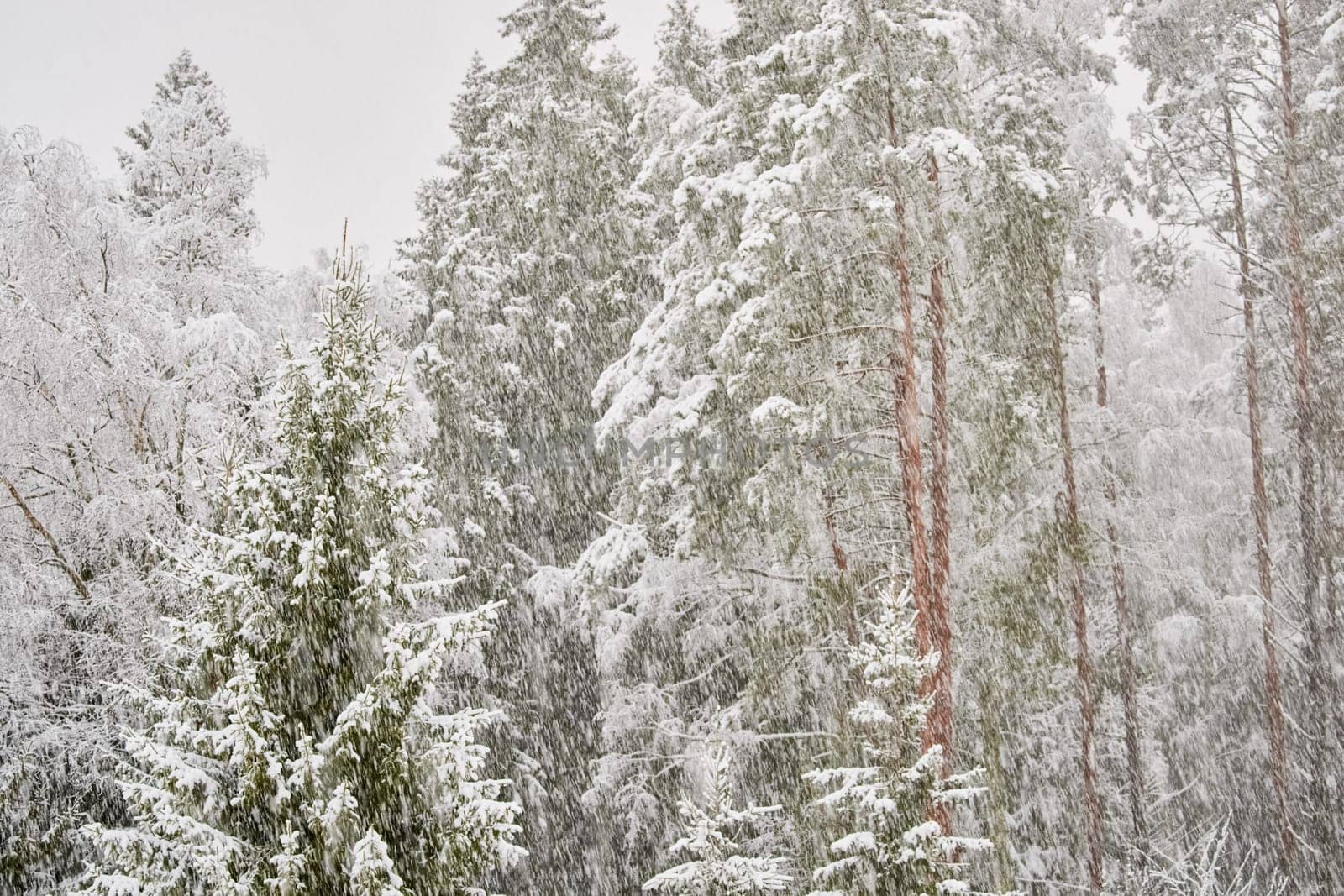 The heavy snowfall in a wild park, winter fairy tale in the forest, snow-covered tree branches, large flakes of snow are slowly falling, nobody, snow storm, blizzard. High quality photo