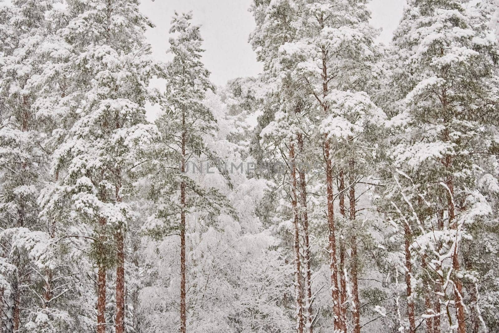 The heavy snowfall in a wild park, winter fairy tale in the forest, snow-covered tree branches, large flakes of snow are slowly falling, nobody, snow storm, blizzard. High quality photo
