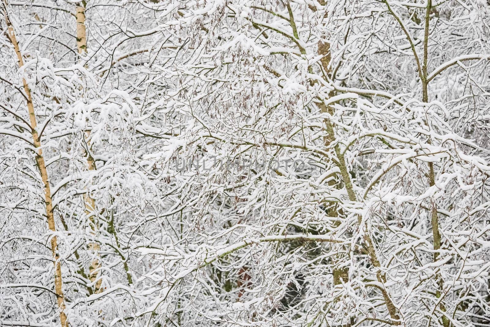 The heavy snowfall in a wild park, winter fairy tale in the forest, snow-covered tree branches, large flakes of snow are slowly falling, nobody, snow storm, blizzard. High quality photo