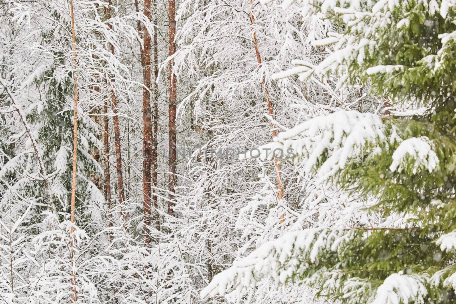 The heavy snowfall in a wild park, winter fairy tale in the forest, snow-covered tree branches, large flakes of snow are slowly falling, nobody, snow storm, blizzard. High quality photo
