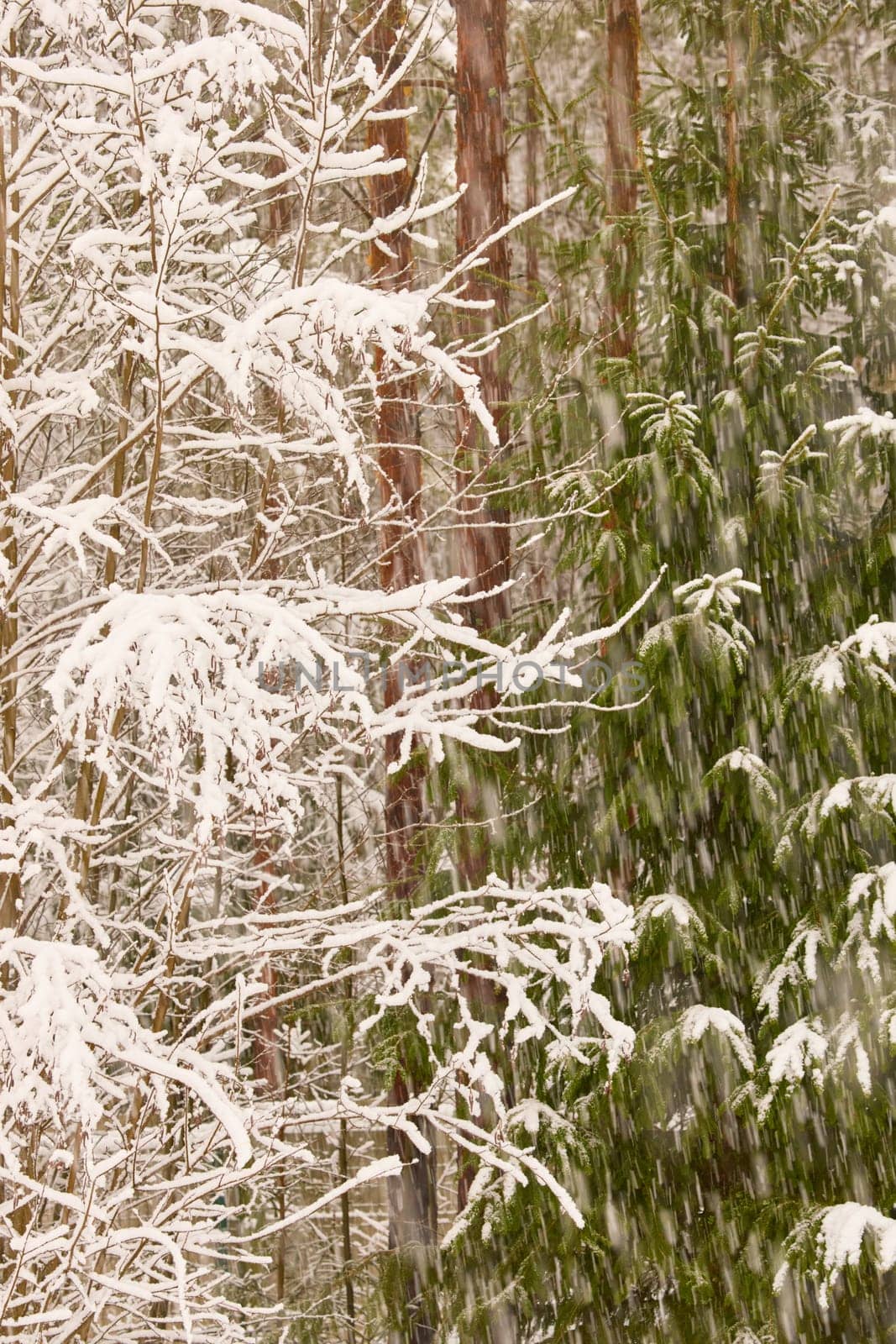 The heavy snowfall in a wild park, winter fairy tale in the forest, snow-covered tree branches, large flakes of snow are slowly falling, nobody, snow storm, blizzard. High quality photo